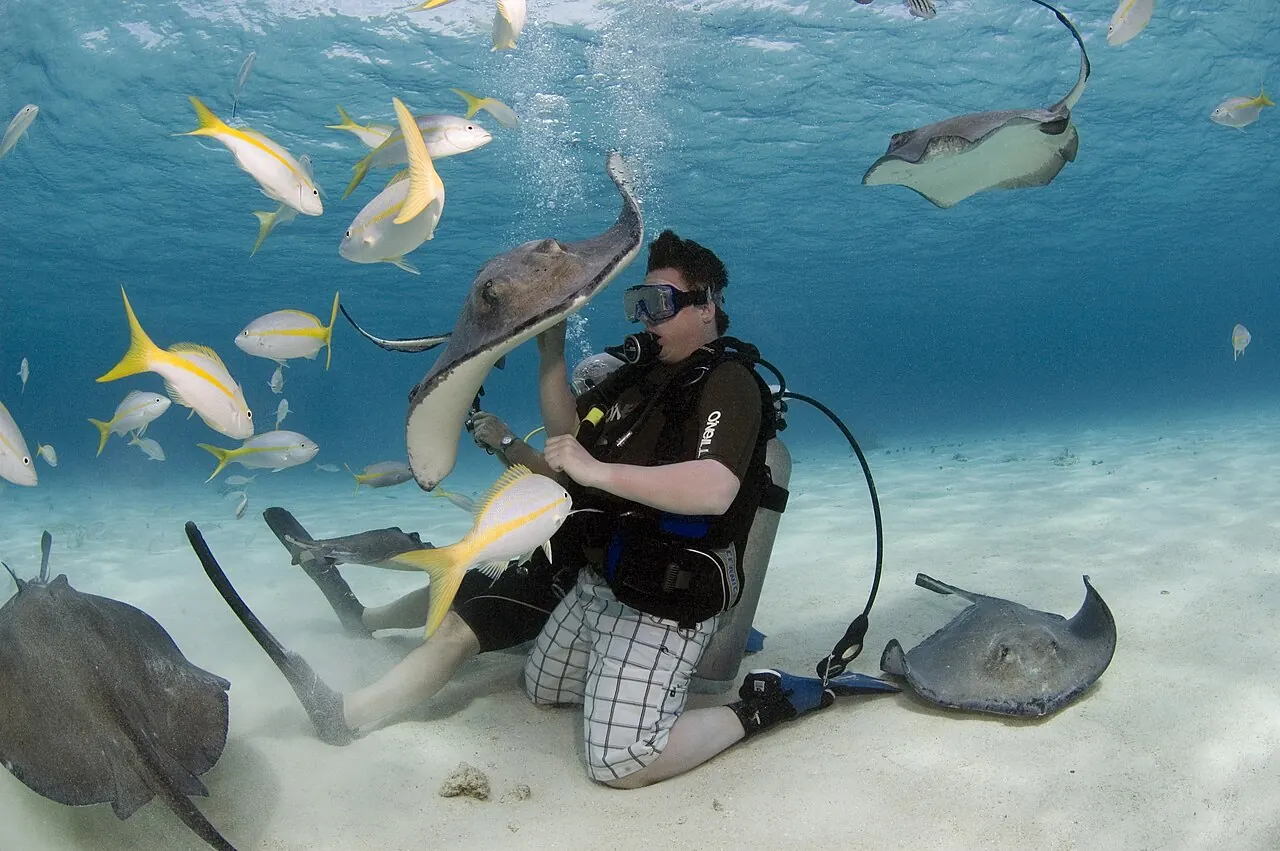 A diver among stingrays at Stingray City, Grand Cayman